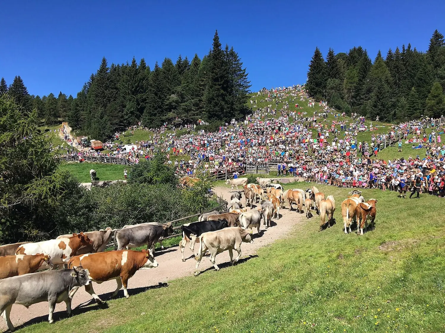 Kühe ziehen über einen Almweg, am Hang dahinter sitzen hunderte Zuschauer im Gras