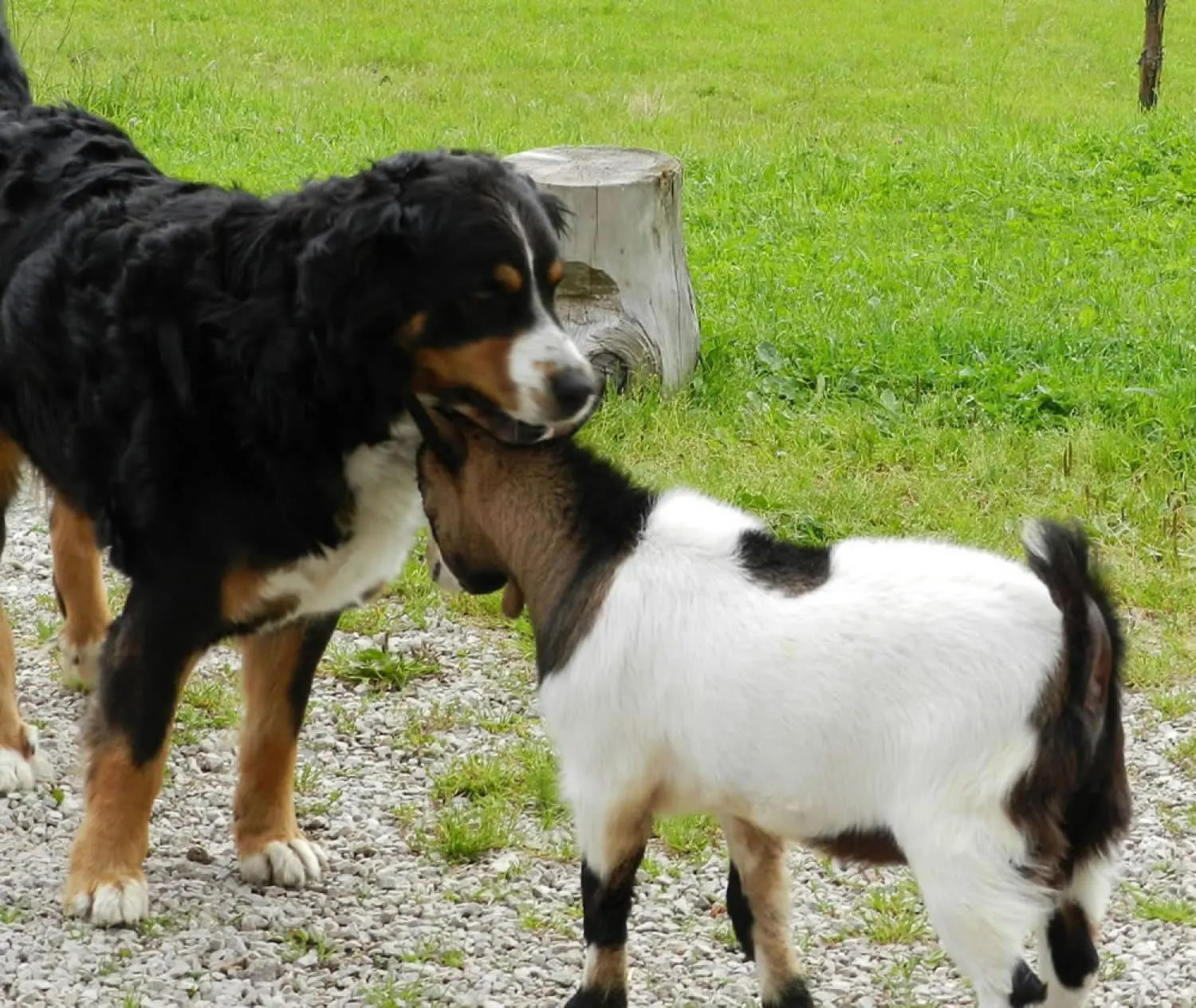 Der Hofhund beschnuppert ein junges Ziegenkitz