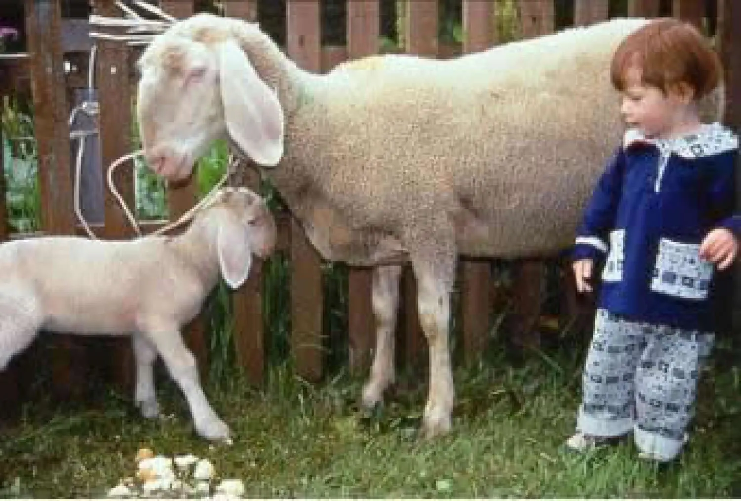 Kind und Schafe am Neuhof