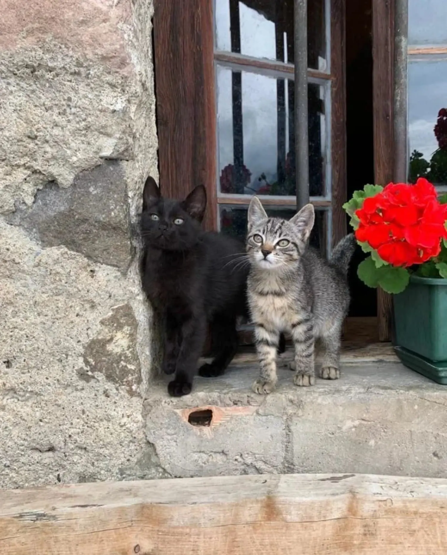 Zwei junge Katzen am Fenster mit Geranien