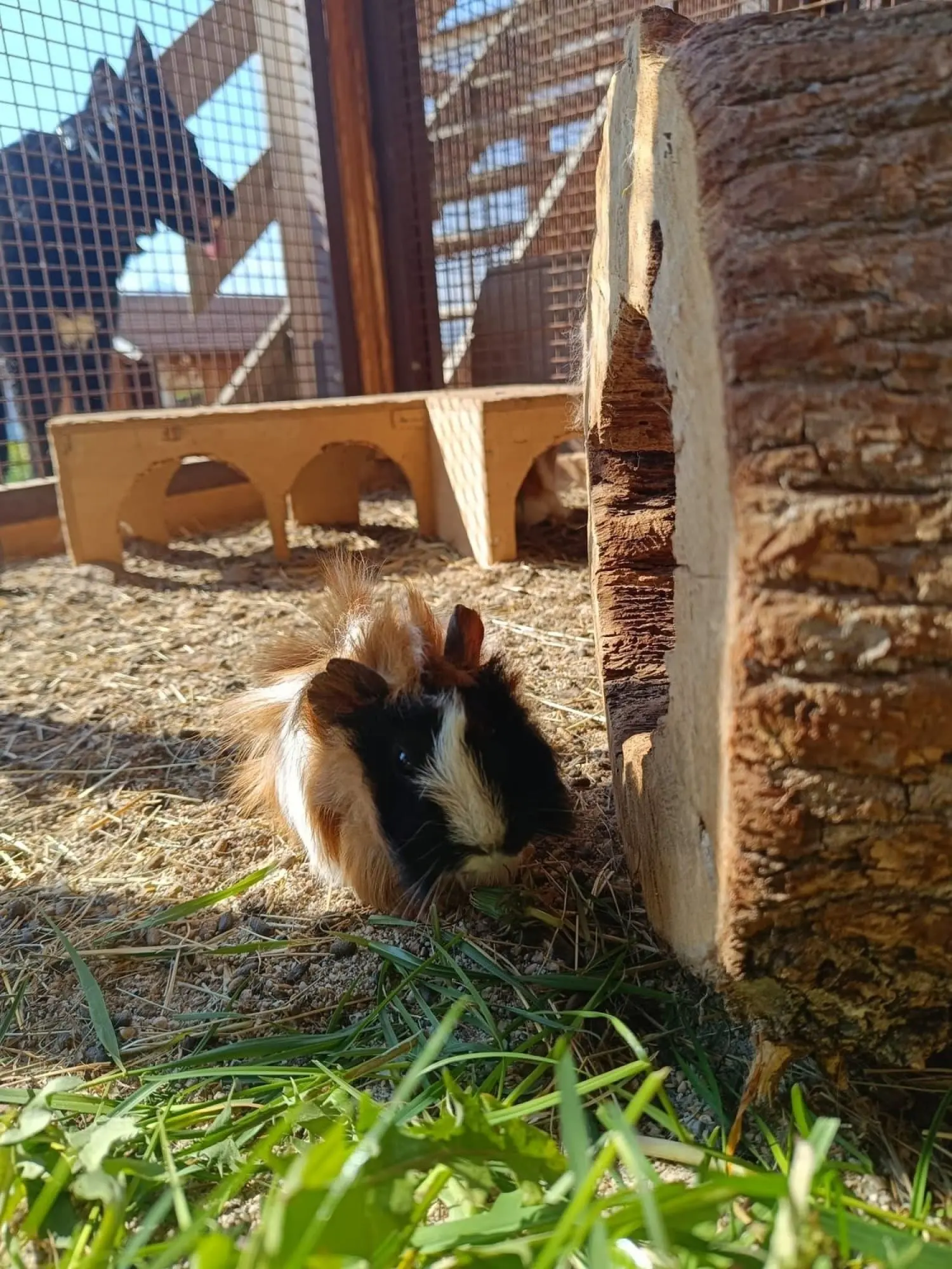 Meerschweinchen im Freigehege am Oberschlichterhof