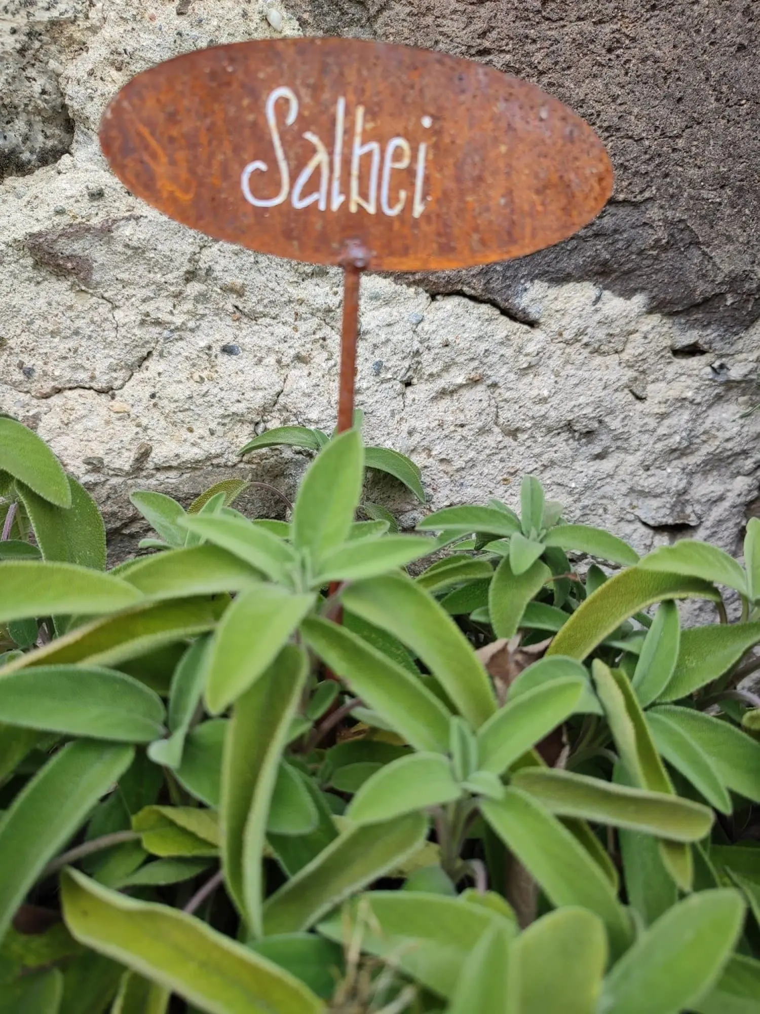 Salbei mit Schild im Bauerngarten