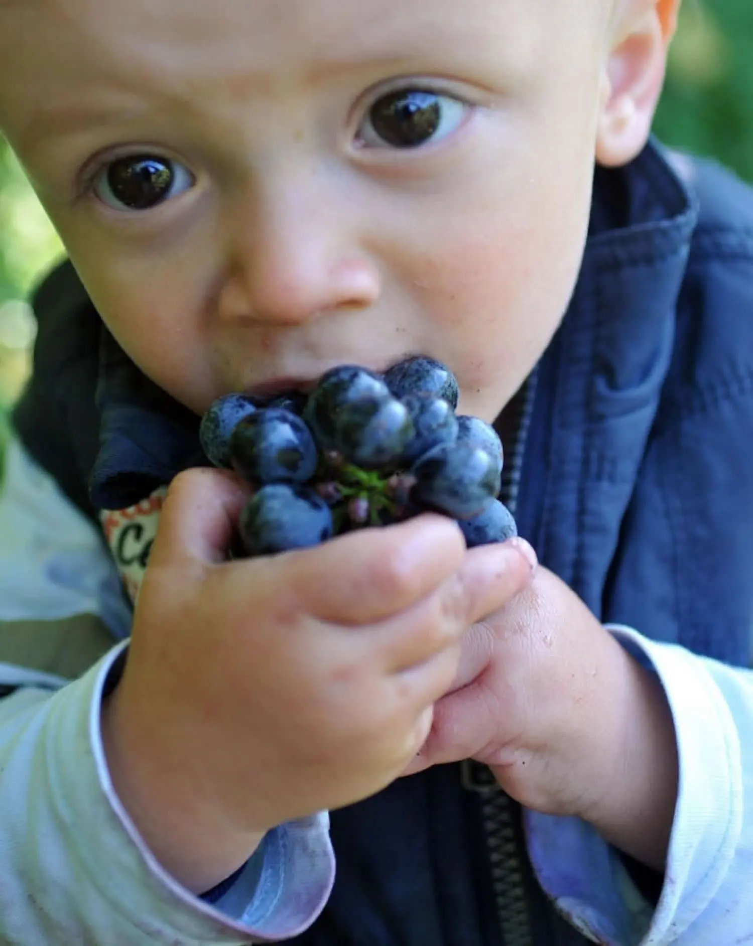 Kleines Kind hält eine Traube blauer Weinbeeren mit beiden Händen an den Mund
