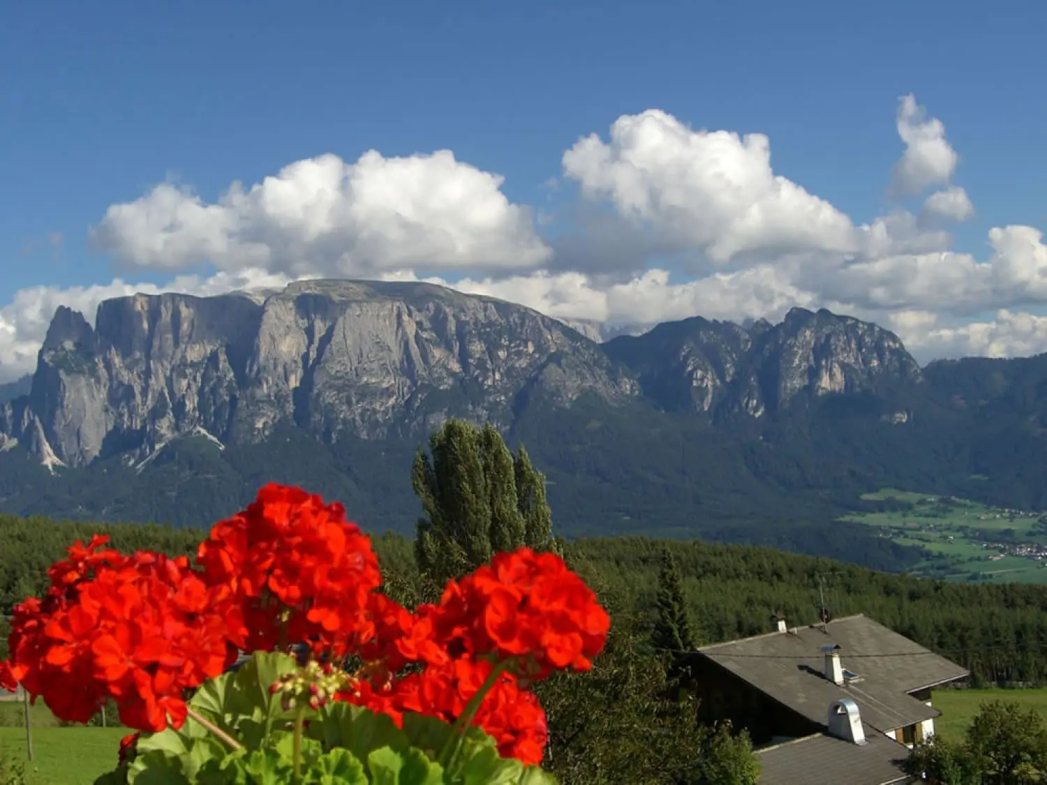 Geranien vor dem Schlern-Massiv