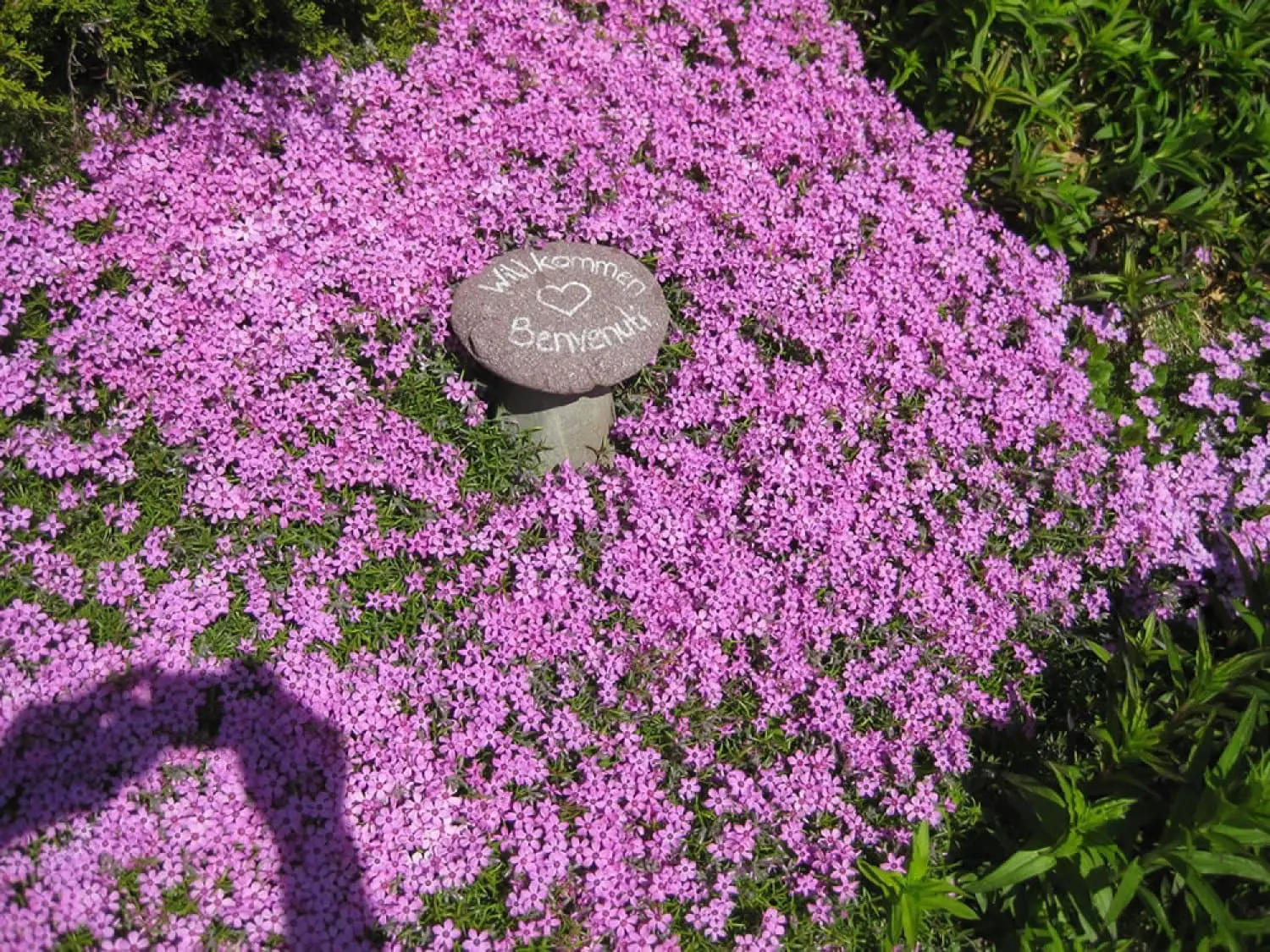 Willkommensstein mit Herz zwischen Polsterblumen