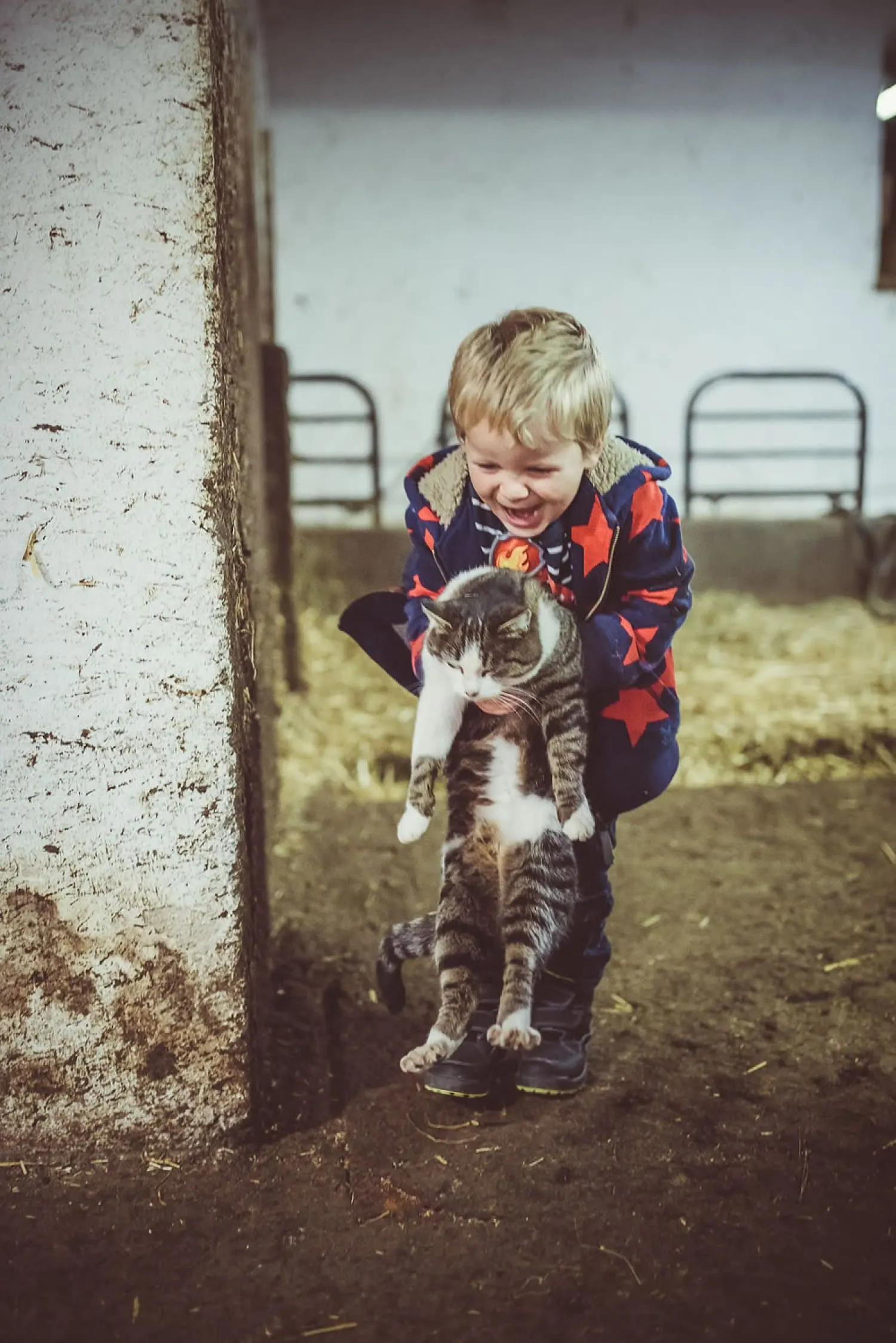 Lachender Bub hebt eine Hofkatze im Stall hoch