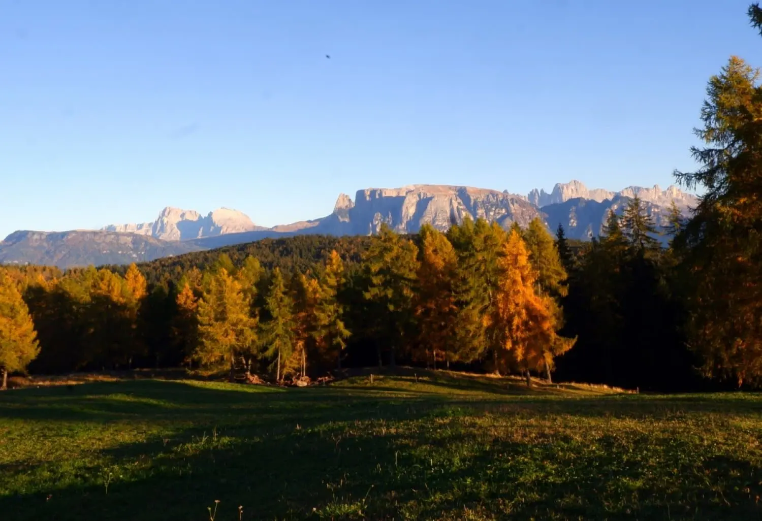 Goldene Lärchenwiese im Herbst