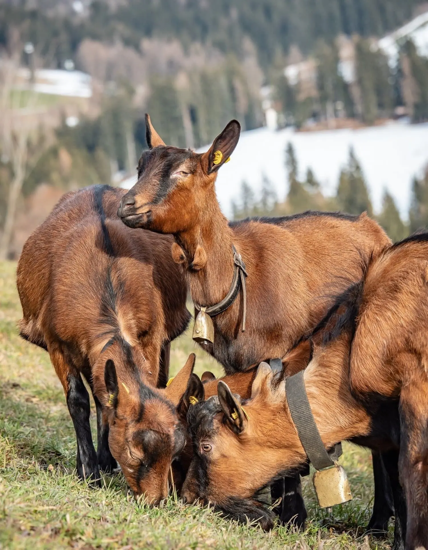 Zutrauliche Ziegen mit Glocke am Wolfhof
